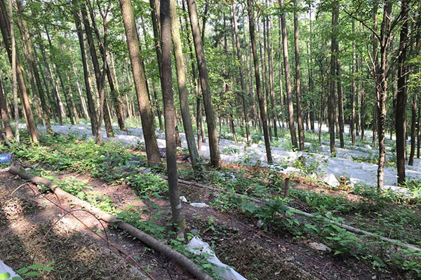 贵州中科农经生物科技有限公司 宝灵圣草展望种植未来