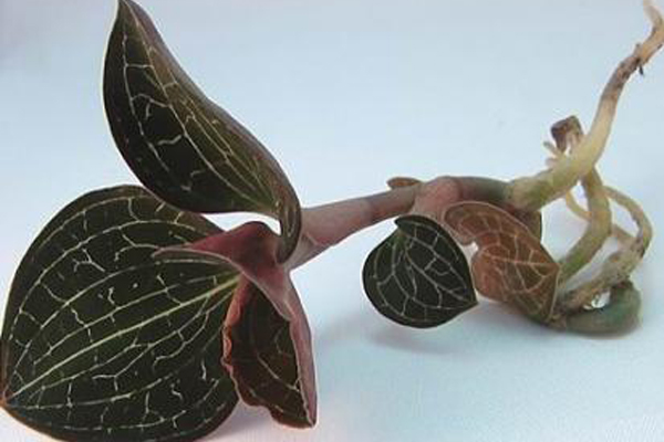 农博金草金线莲种植加盟值得关注 确保投资者无障碍种植