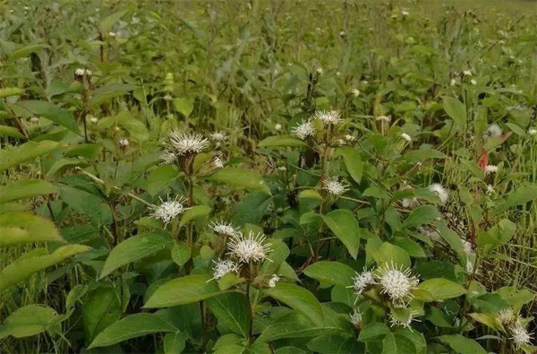 农博金草苍术种植加盟创新体验 为你的种植人生保驾护航