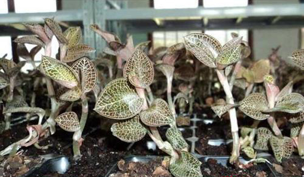 鑫希望中药种植金线莲种植 带动种植户共同发展种植