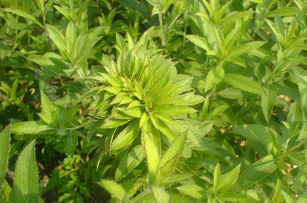 农博金草苍术种植加盟寻求合作 可以提高创业者利润空间