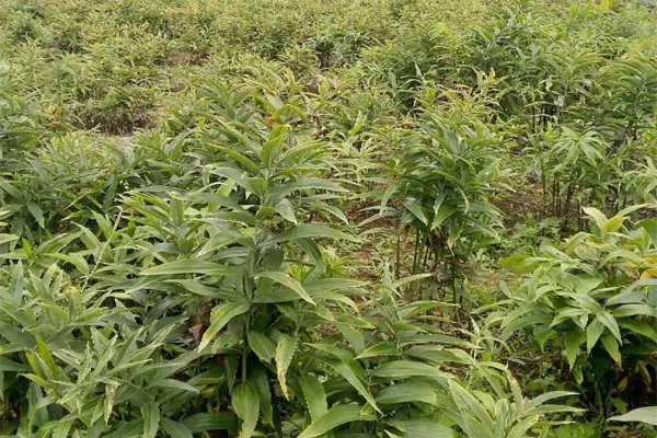 鑫希望中药种植黄精种植加盟 在创业道路上顺风顺水