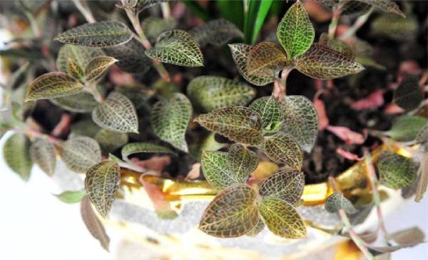 农博金草金线莲种植加盟 种植成活率高不限制场地
