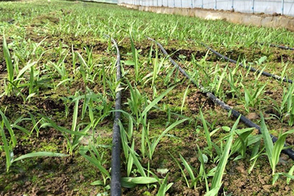 湖北百草堂白芨种植，一起共享种植事业新风口