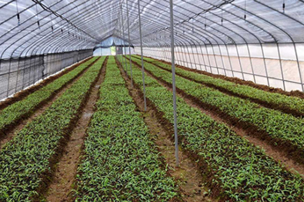 湖北百草堂白芨种植，共同开启绿色种植新篇章
