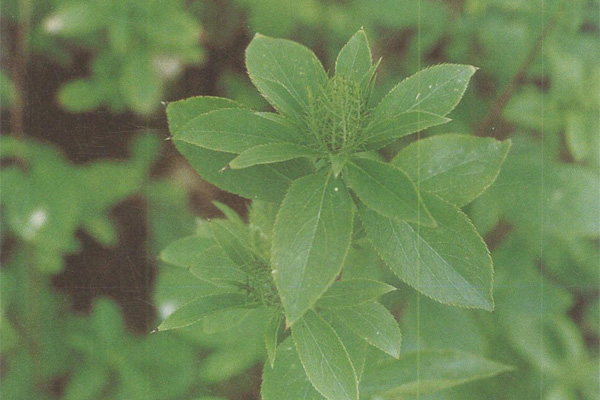 绿色生态创业未来，湖北百草堂苍术种植新机遇
