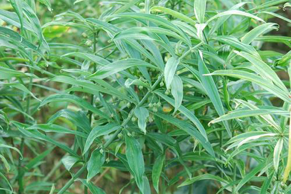 黄精种植新机遇，湖北百草堂招商期待您的加入